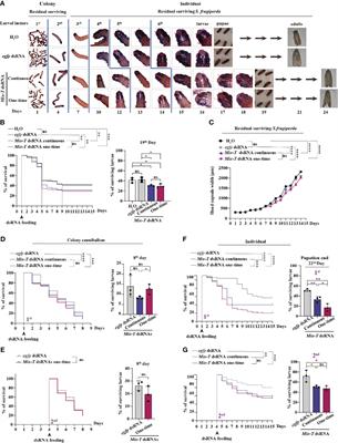 Simulating immunosuppressive mechanism of Microplitis bicoloratus bracovirus coordinately fights Spodoptera frugiperda